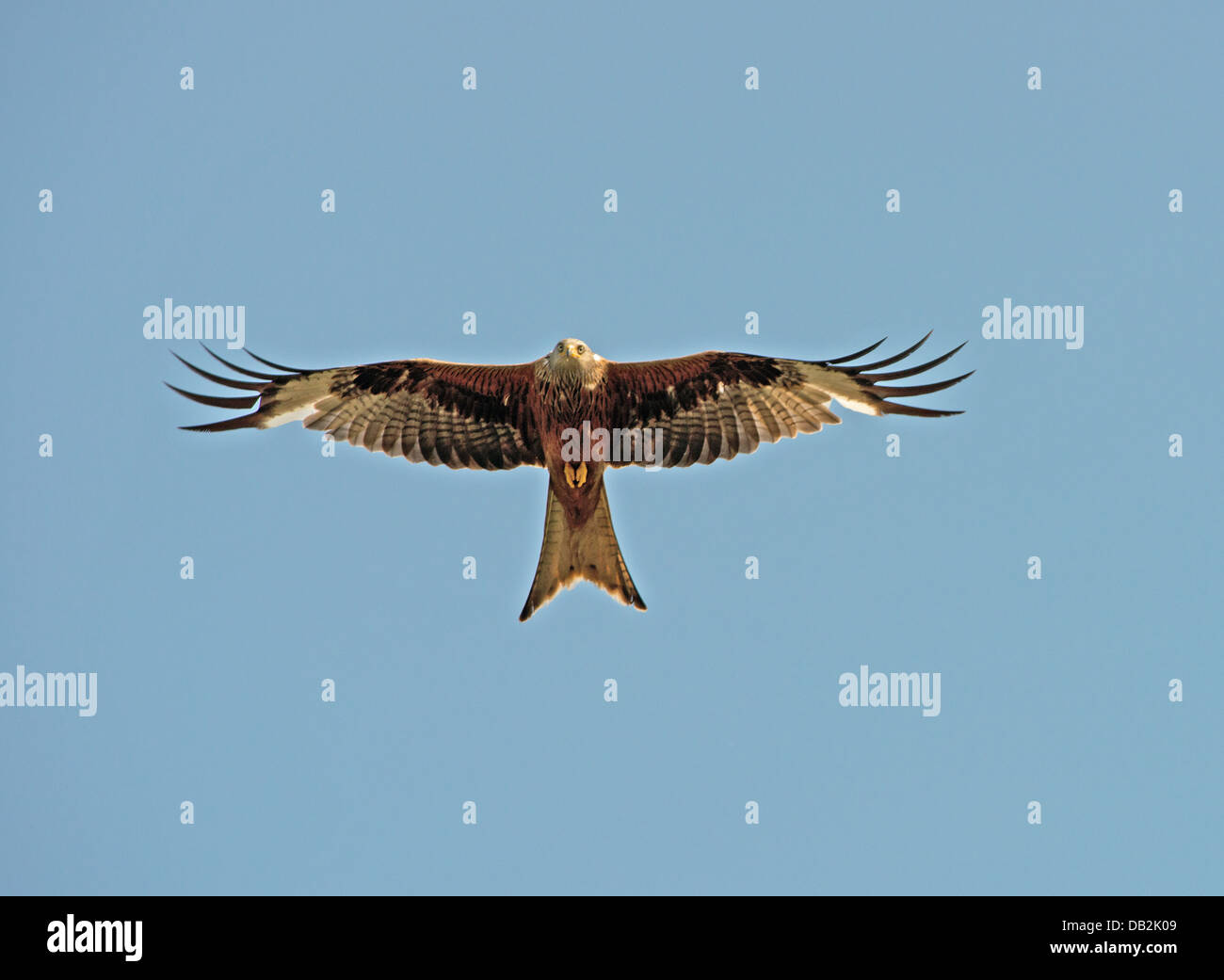 Red Kite (Milvus milvus) in flight.Summer. Uk Stock Photo