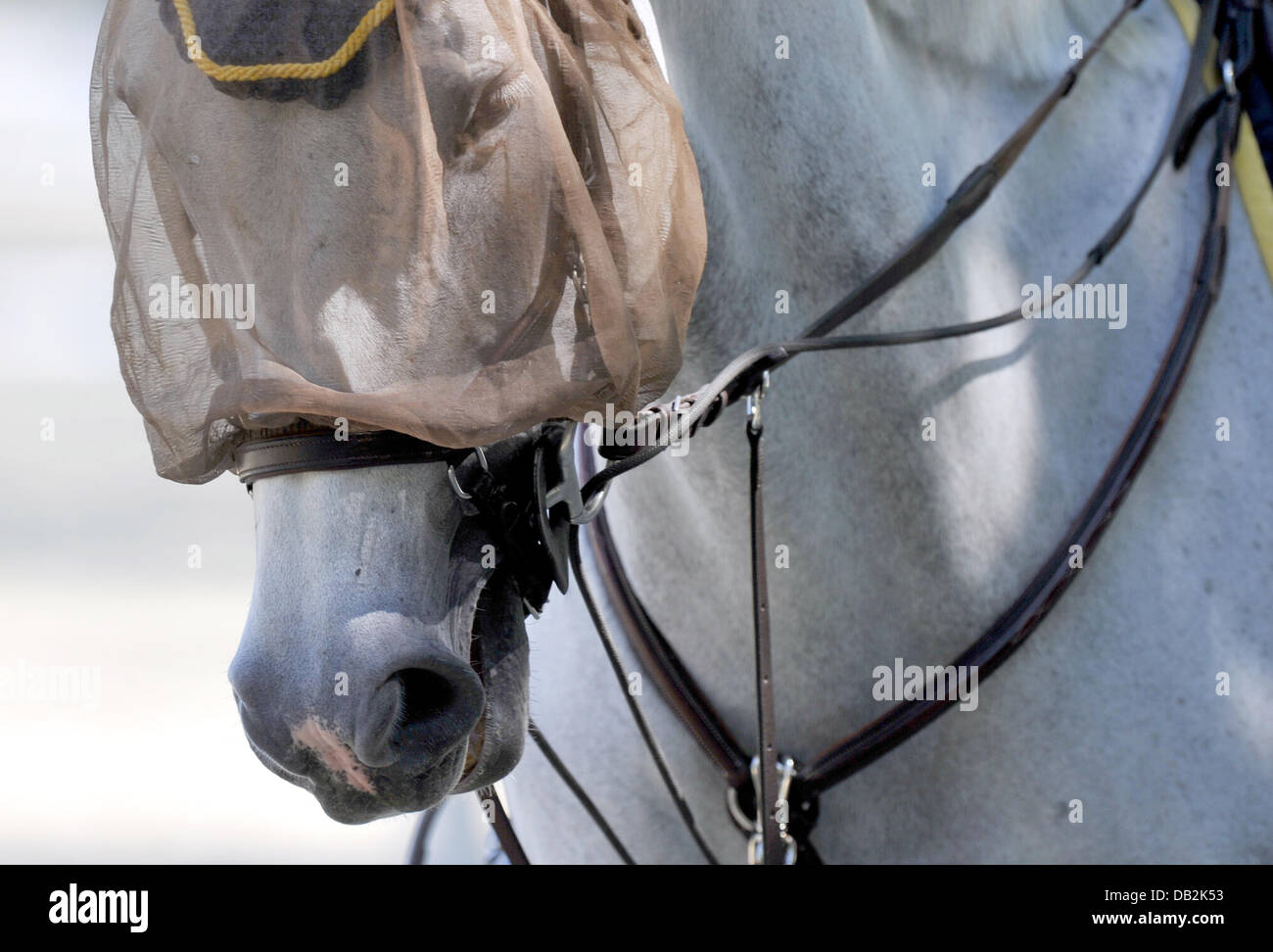 Ein Pferd hat zum Schutz vor Fliegen am Mittwoch (14.09.2011) bei der Europameisterschaft der Springreiter in Madrid ein Netz auf dem Kopf. Foto: Jochen Lübke dpa Stock Photo
