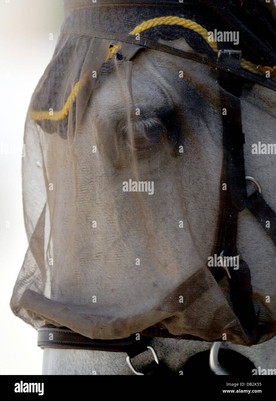 Ein Pferd hat zum Schutz vor Fliegen am Mittwoch (14.09.2011) bei der Europameisterschaft der Springreiter in Madrid ein Netz auf dem Kopf. Foto: Jochen Lübke dpa Stock Photo