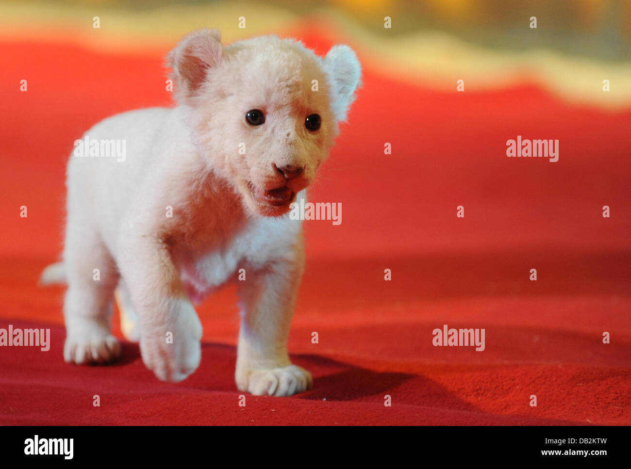 Lion trainer Martin Lacey jr. carries a white lion cub during a press call at the Circus Krone