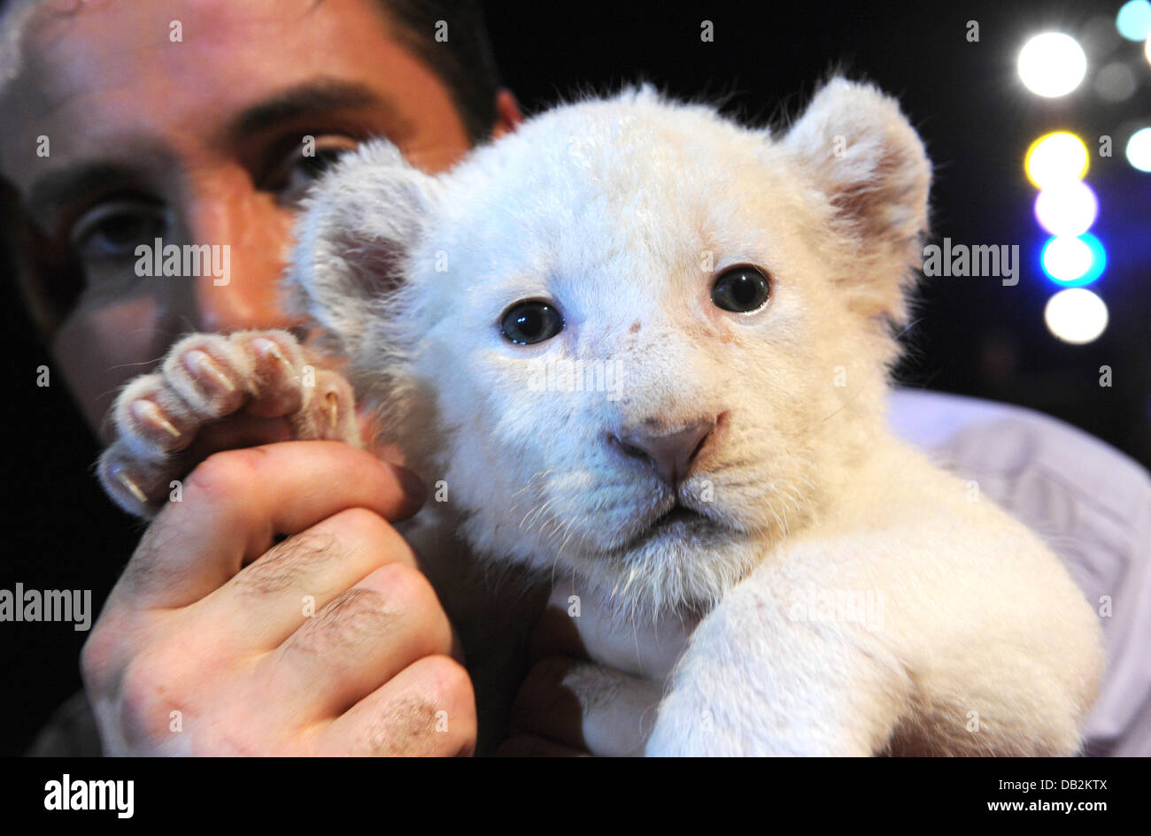 Lion trainer Martin Lacey jr. carries a white lion cub during a press call at the Circus Krone