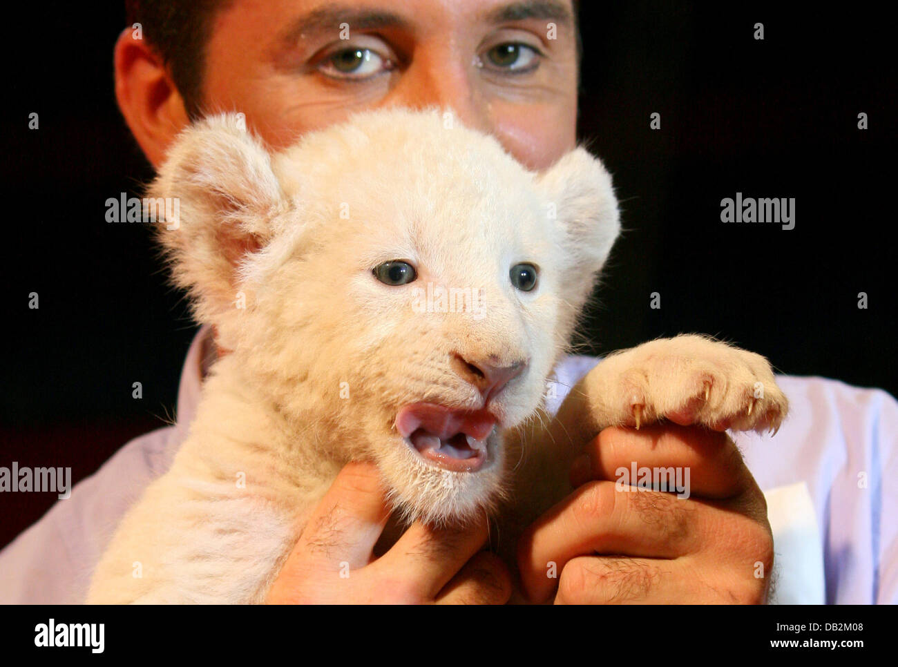Lion trainer hires stock photography and images Alamy