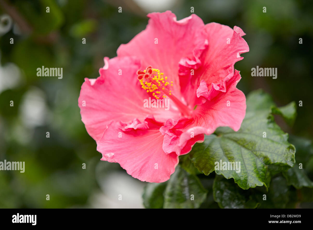 Hibiscus flower. Scientific name: Hibiscus rosa-sinensis. Gardens by the Bay, Singapore. Stock Photo