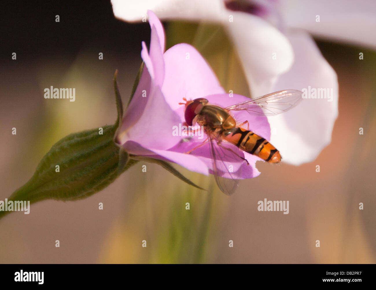 Hover-fly Stock Photo