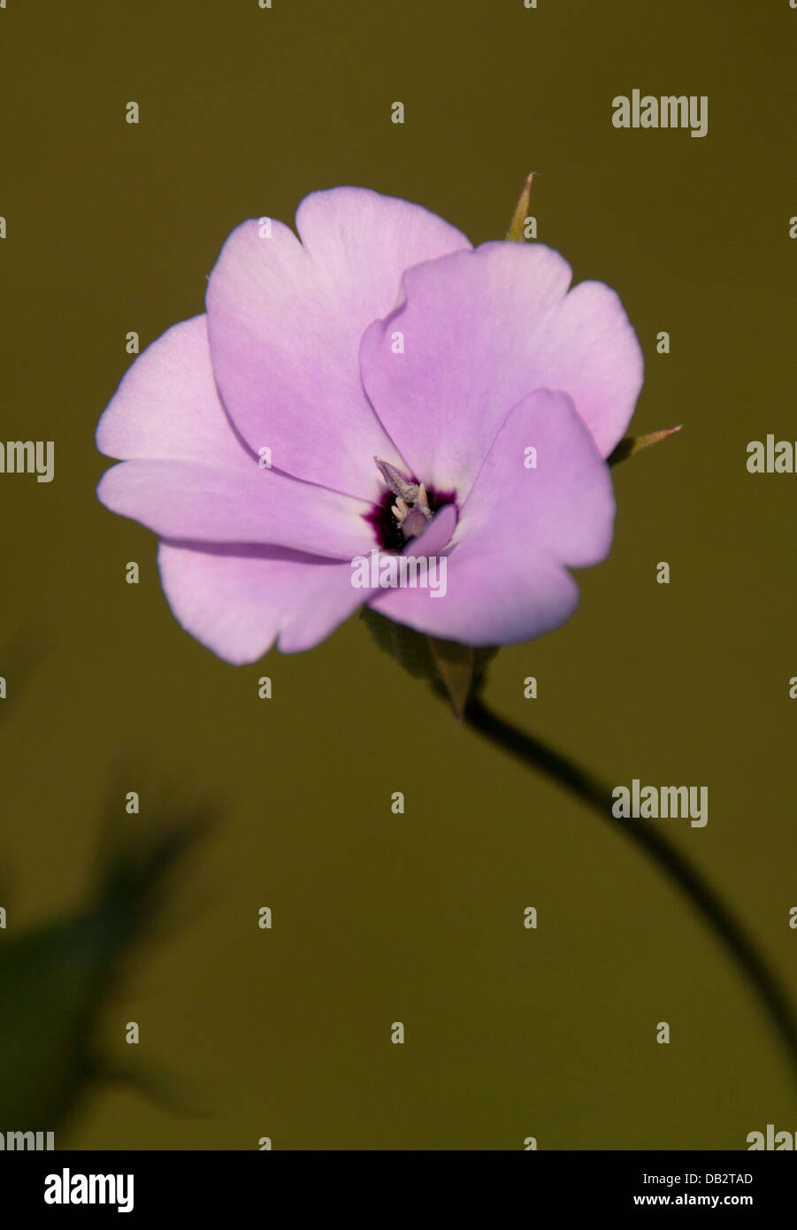 British Wild Flowers Stock Photo - Alamy