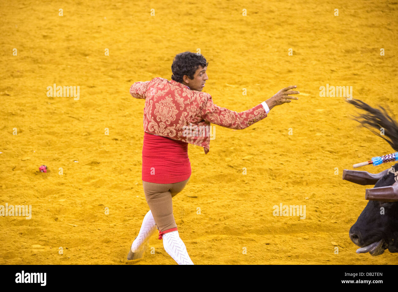 Bullfight at the Campo Pequeno, Lisboa, Portugal. Forcado avoiding the
