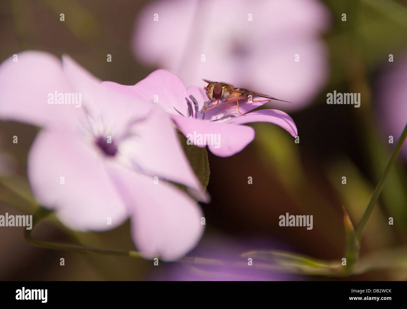 Hover-fly Stock Photo