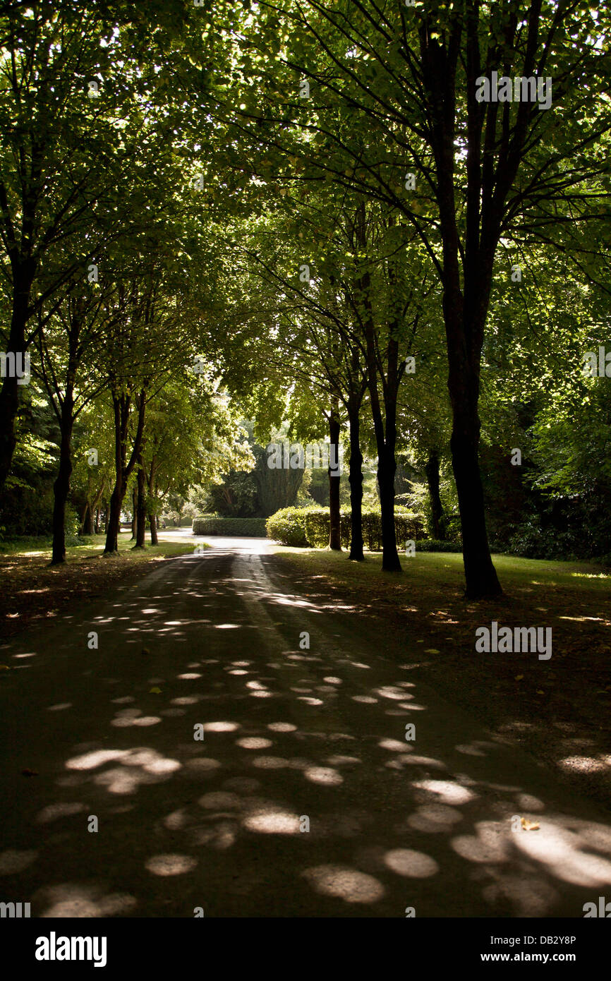 Dance of light through the trees onto the driveway of the Bereleigh Estate in East Meon. Stock Photo