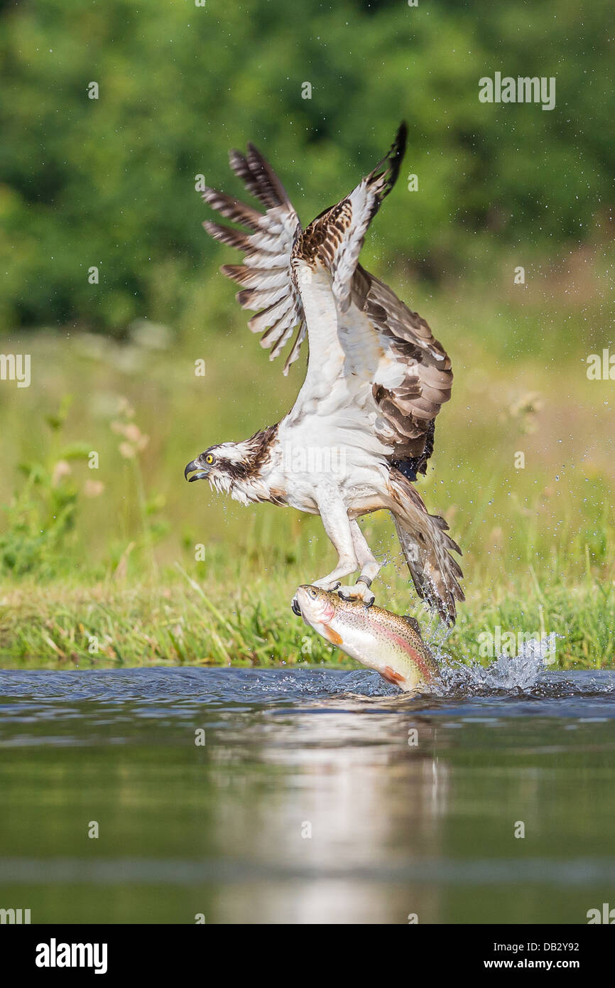 Osprey (Pandion haliaetus) fishing and catching a Trout in Aviemore, Cairngorms, Scotland Stock Photo