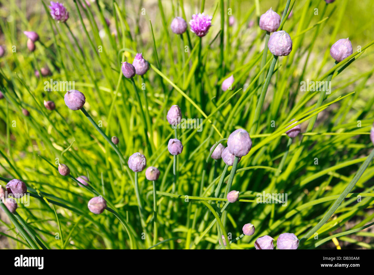 Chives plant flower buds ready to bloom as spring approaches Stock