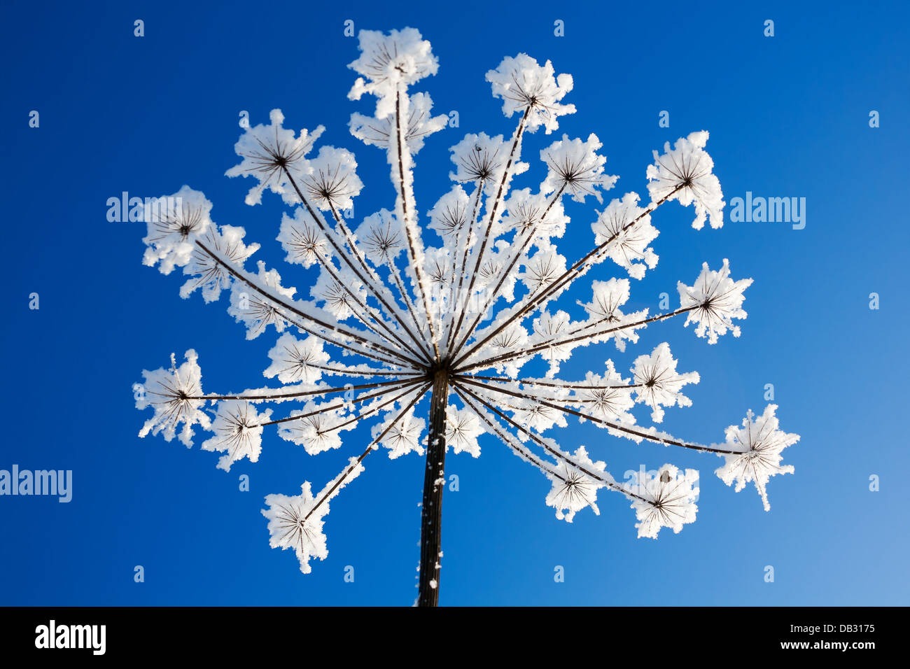 plant covered with snow against the blue sky Stock Photo - Alamy