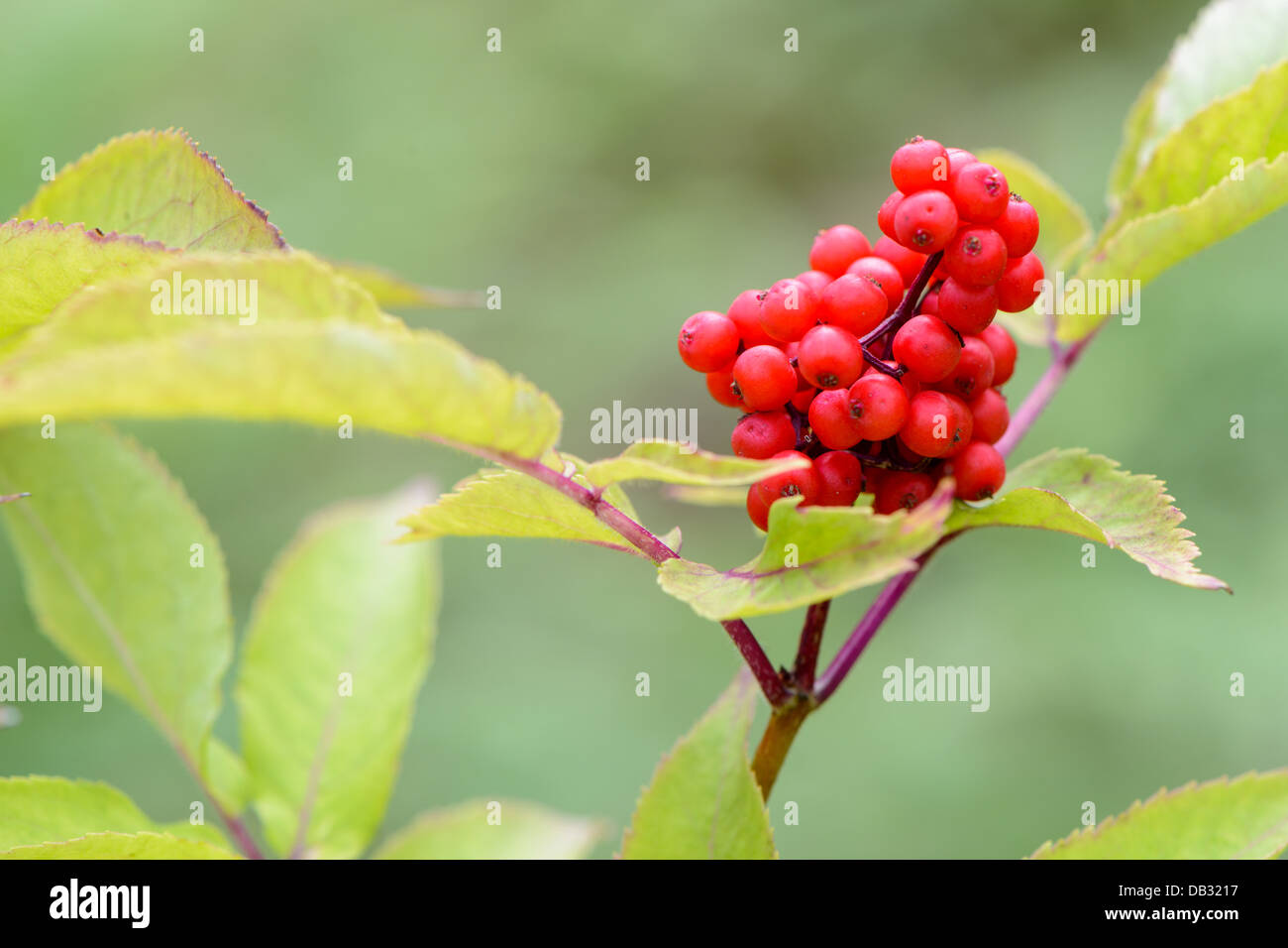 Elderberry bark hires stock photography and images Alamy