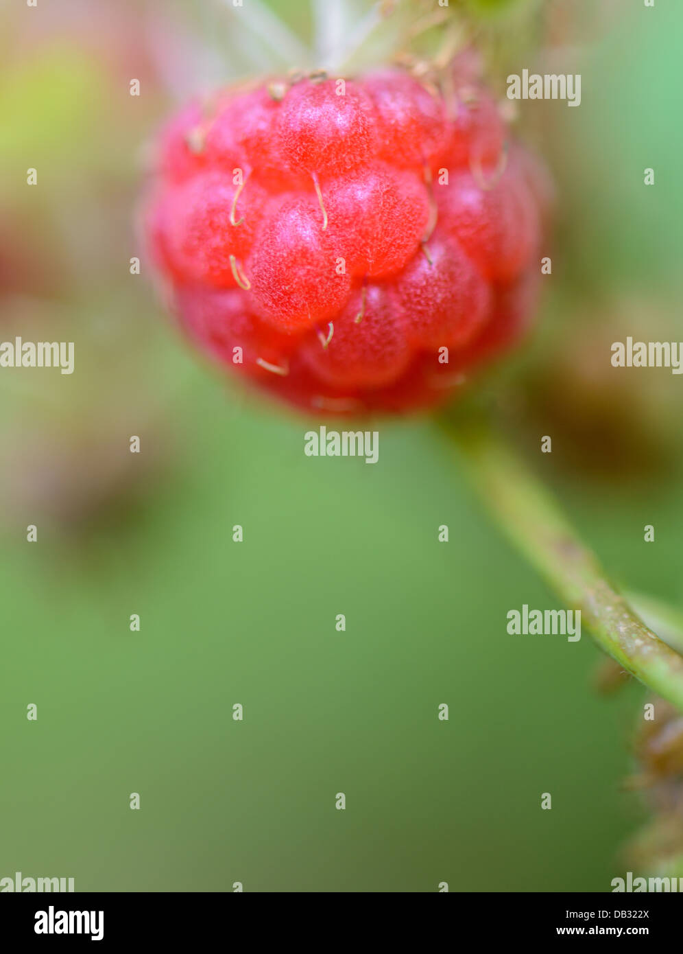 Ripe fresh raspberry close hi-res stock photography and images - Alamy