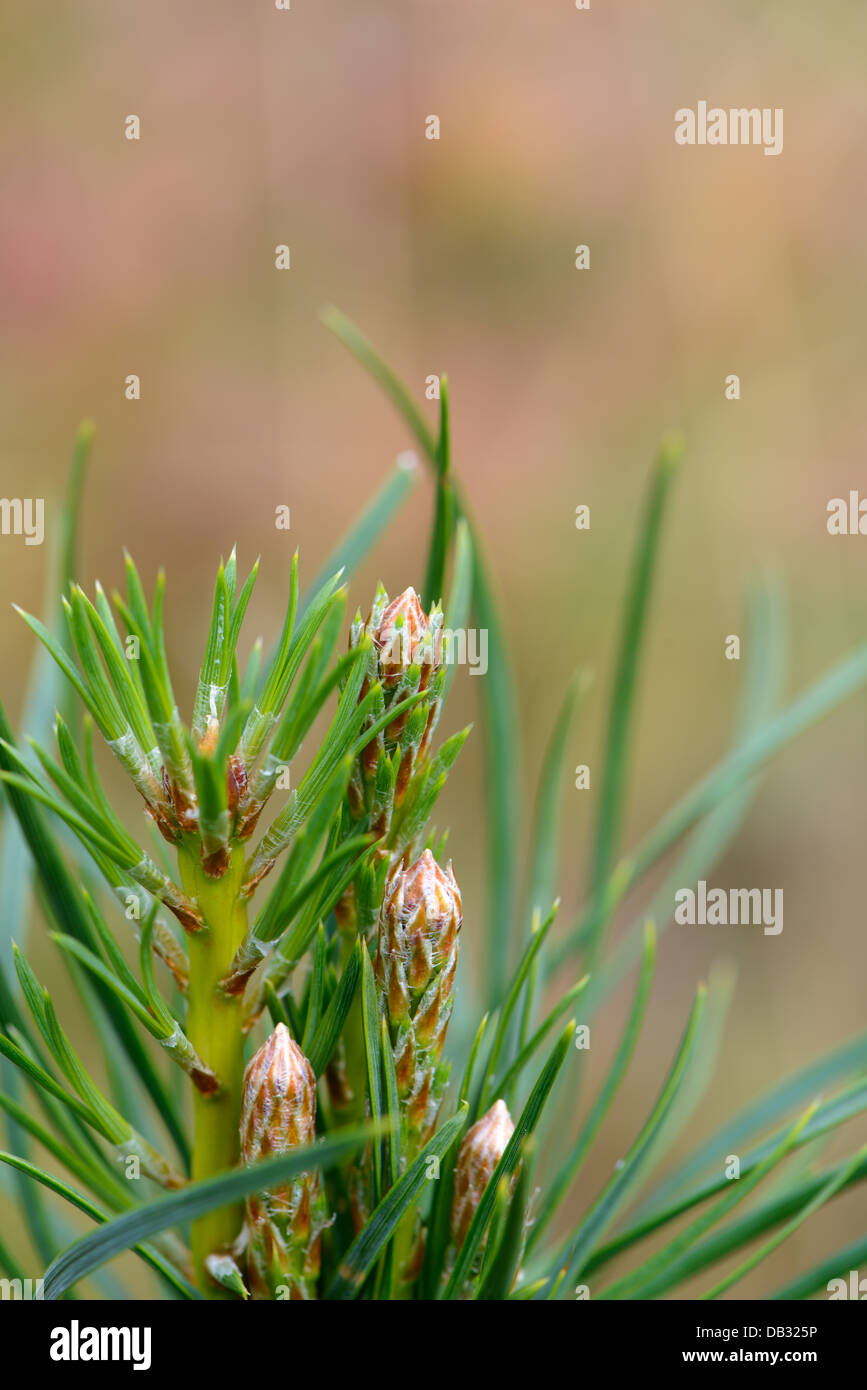 Fir tree branch water hi-res stock photography and images - Alamy