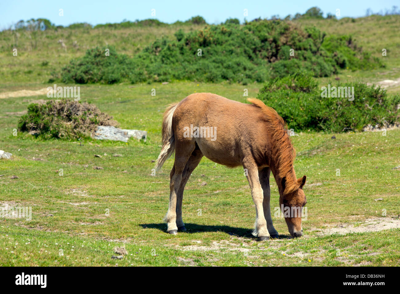 Dartmoor Pony Devon in the National Park Stock Photo Alamy