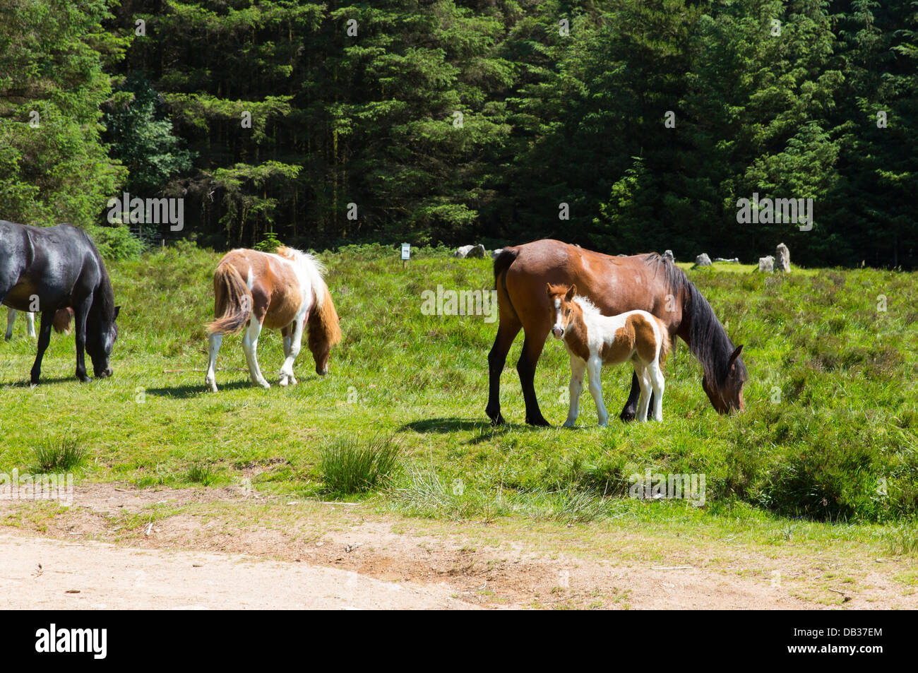 Dartmoor Ponies Devon in the National Park at Soussons Cairn Circle a Bronze Age burial site and tourist attraction Stock Photo