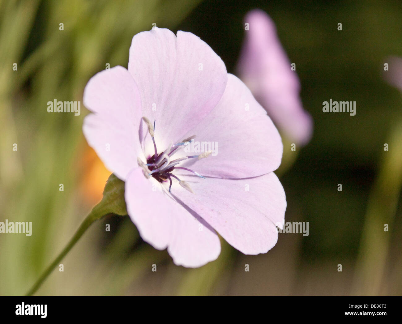 British Wild Flowers Stock Photo
