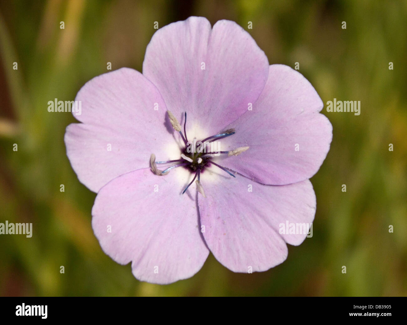 British Wild Flowers Stock Photo Alamy
