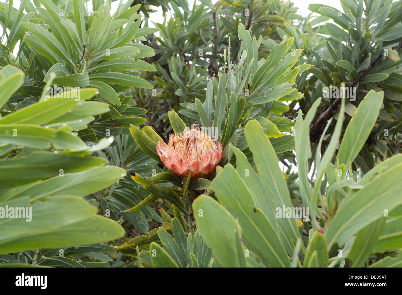 Indigenous flora hi-res stock photography and images - Alamy