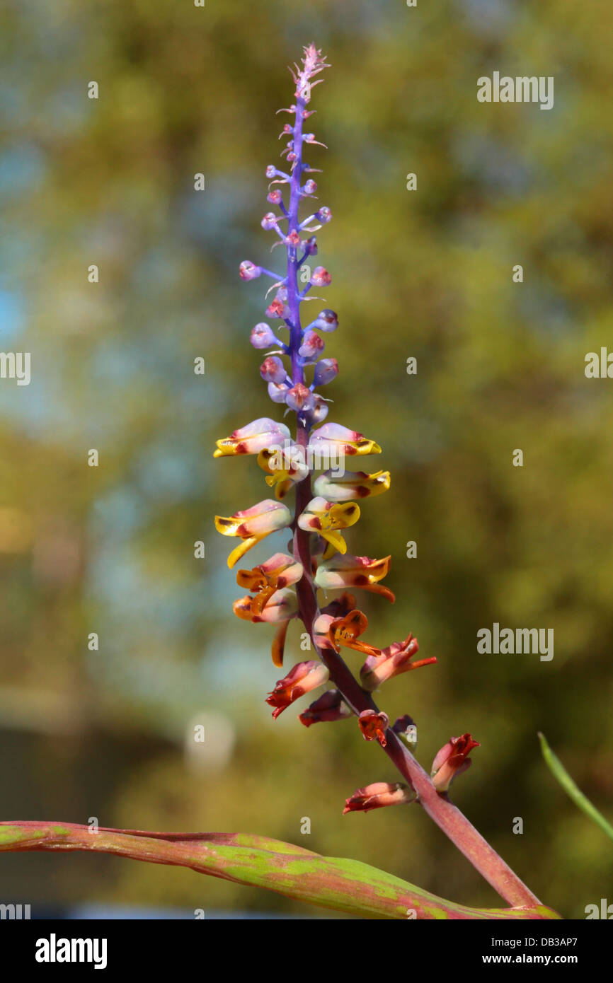 Lachenalia mutabilis inflorescence, a winter growing bulb indigenous to the Western Cape Province, South Africa Stock Photo