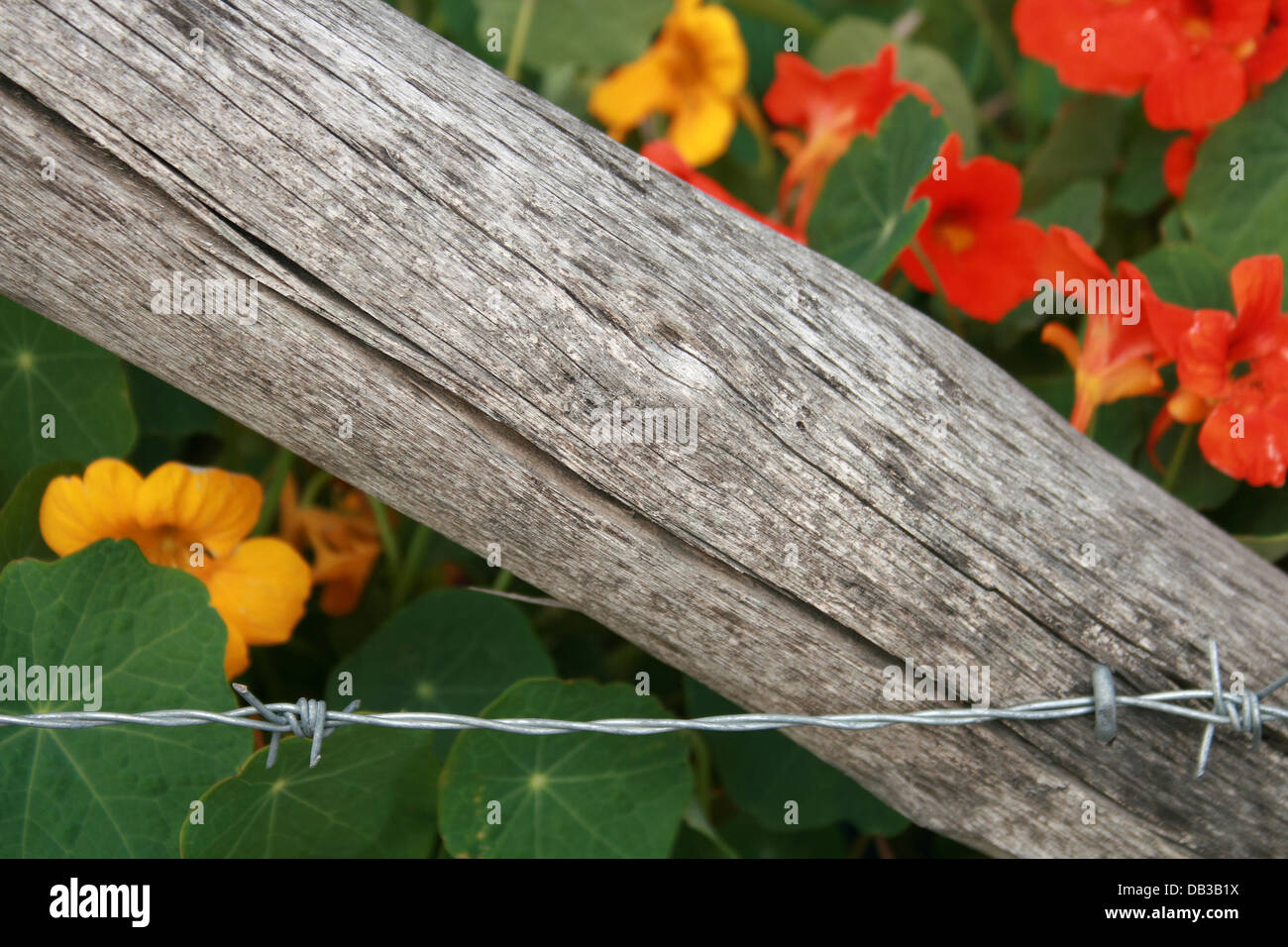 A barbed wire fence with a wood post and flowers in a pasture in Cotacachi, Ecuador Stock Photo