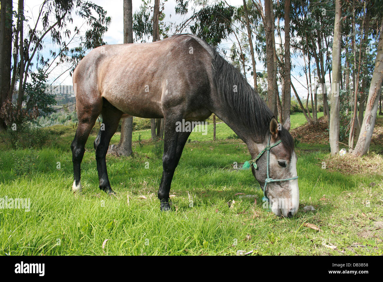 A horse standing in farmers pasture in Cotacachi, Ecuador Stock Photo