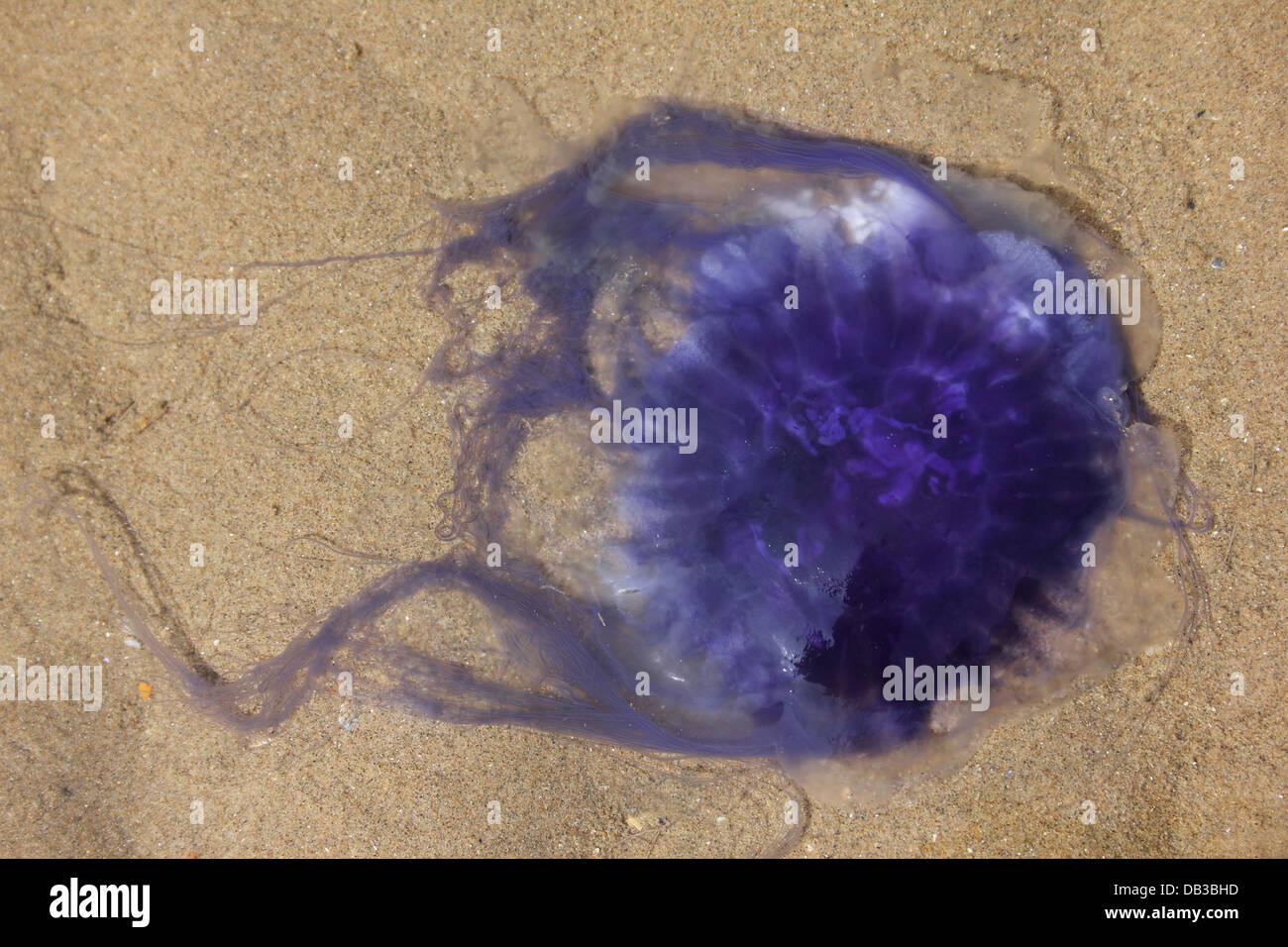 Blue Jellyfish Cyanea lamarckii Stock Photo