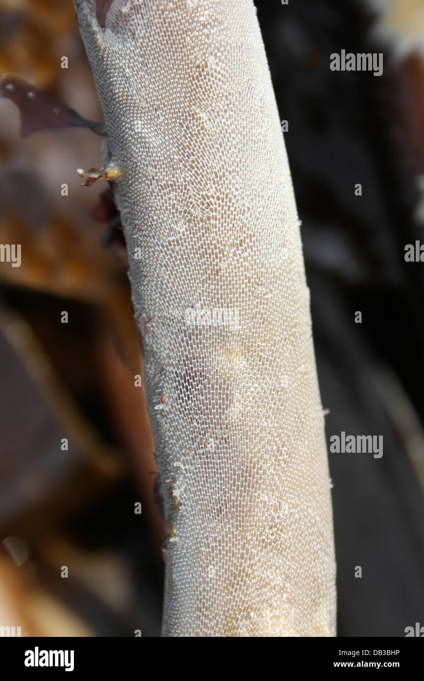 The Bryozoan 'Sea Kelp Mat' - Membranipora membranacea Stock Photo