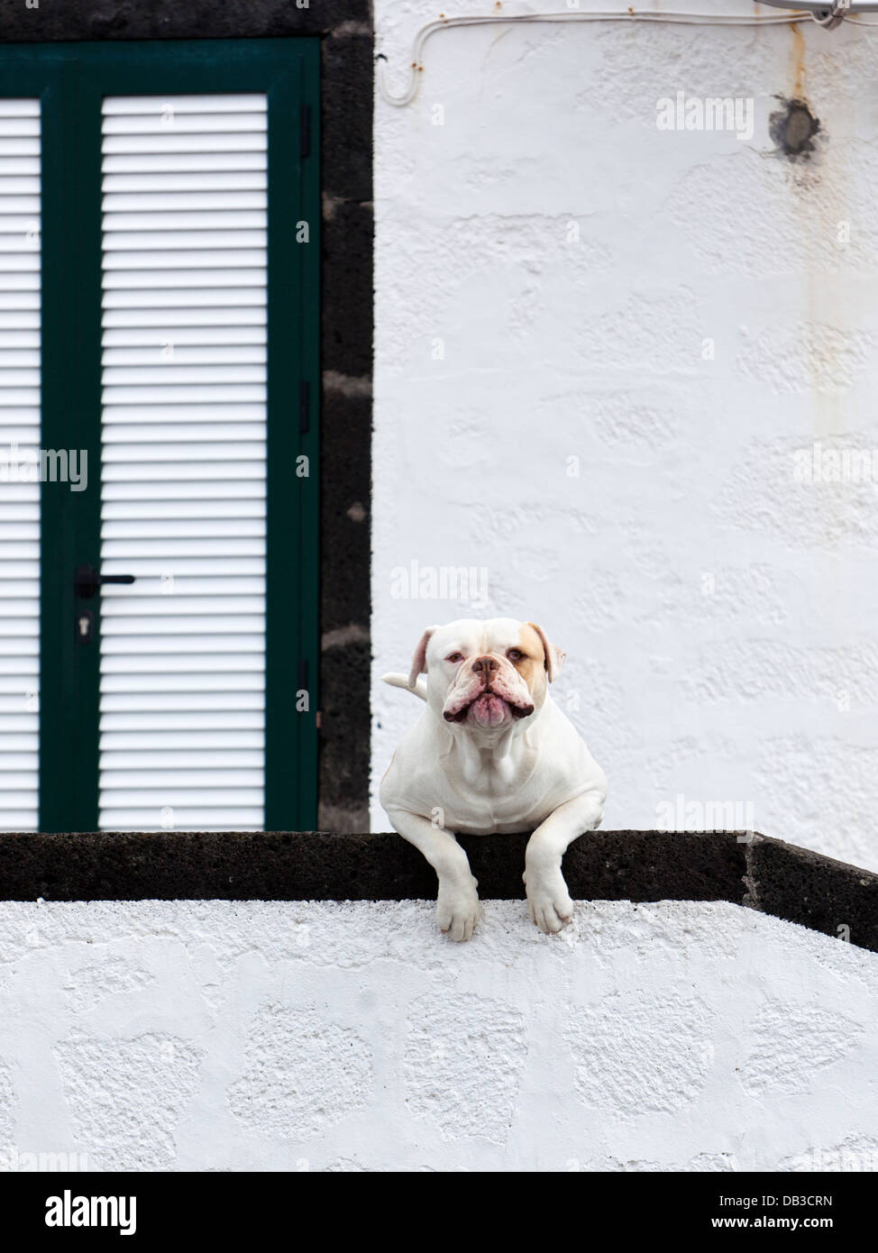 Attentive watchdog of Molosser breed, guarding a house entrance. Stock Photo