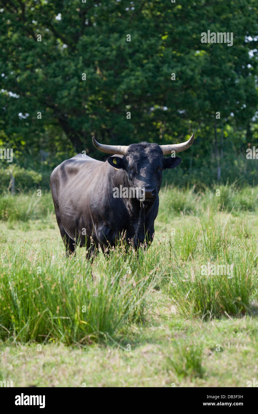 Welsh Black Cattle (Bos taurus). Bull. A docile breed- not all bulls
