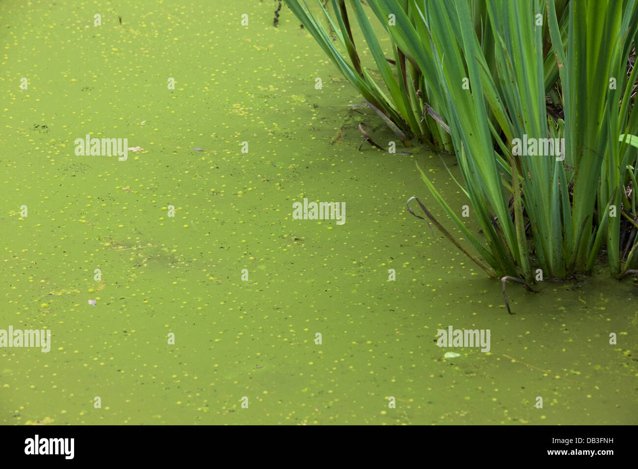 Eutrophication in a pond in Helsinki, Finland Stock Photo