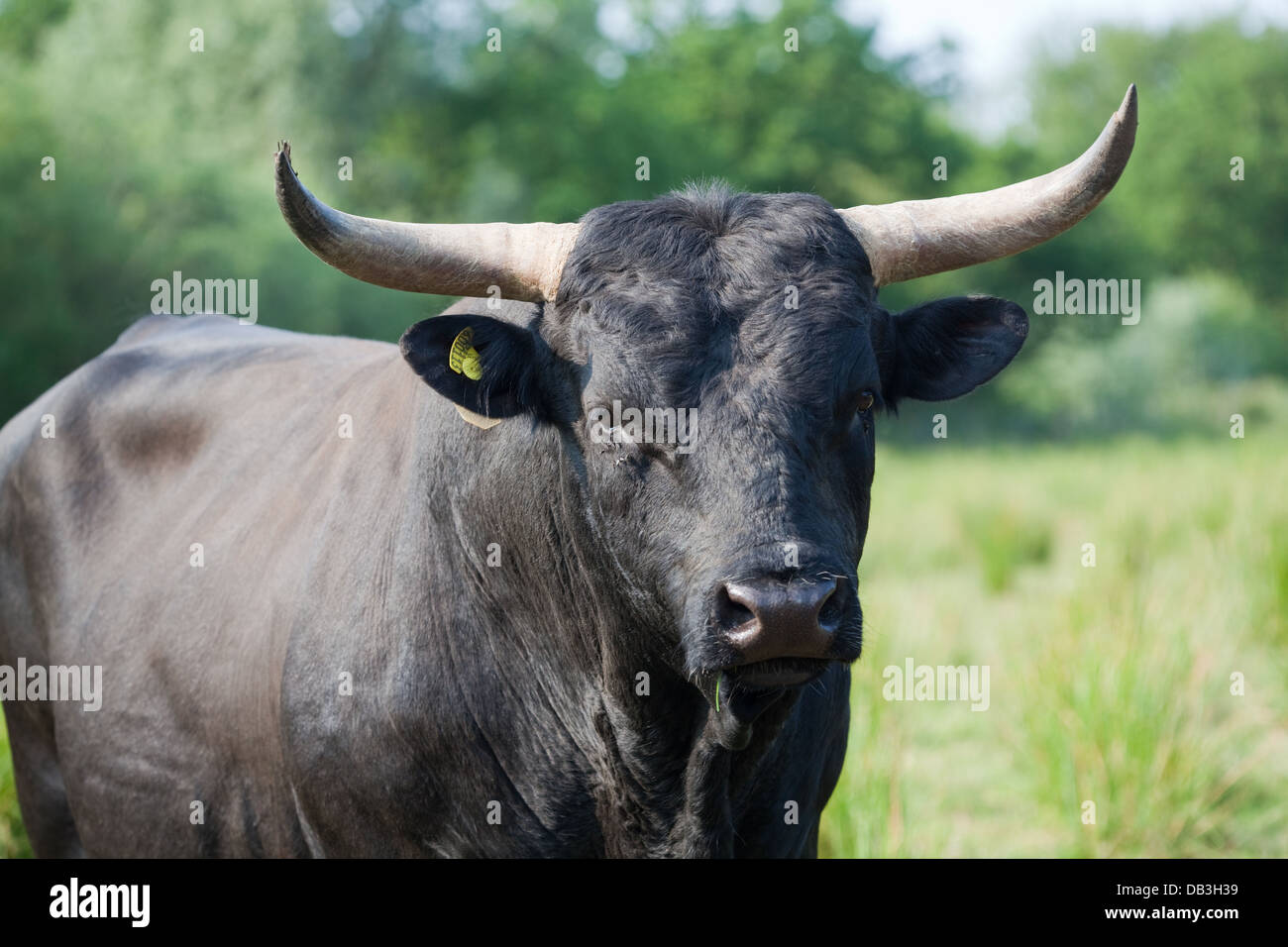 Welsh Black Cattle (Bos taurus). Bull. A docile breed- not all bulls