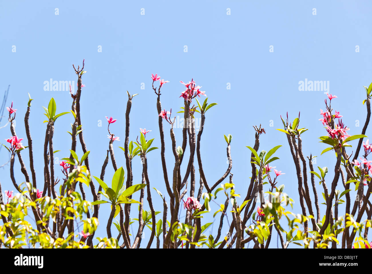 frangipani flower Stock Photo