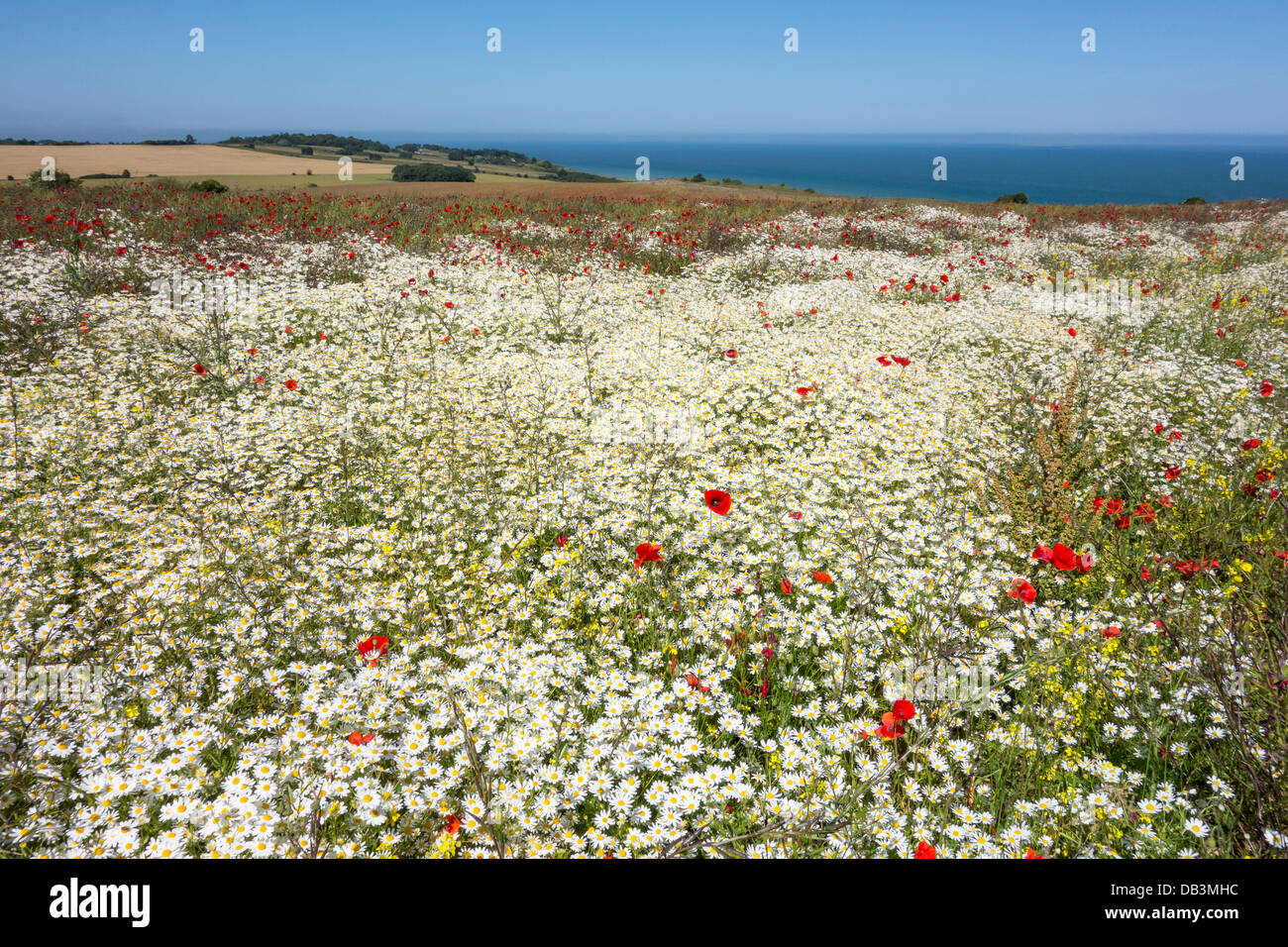 Field of white daisies and red poppies Clifftop View Stock Photo