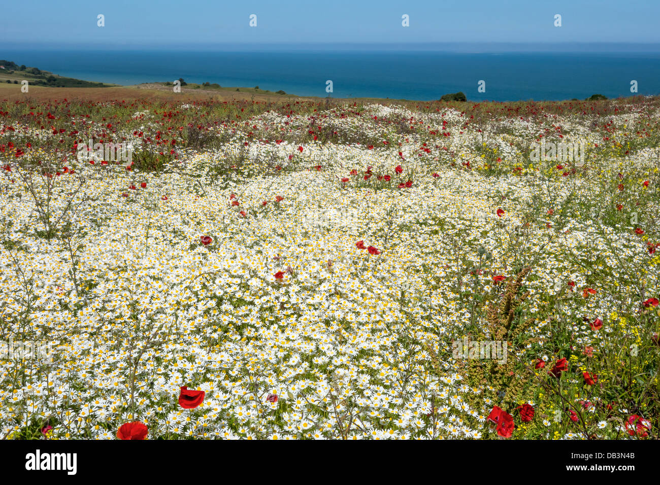 Field of white daisies and red poppies Clifftop View of the Channel Stock Photo