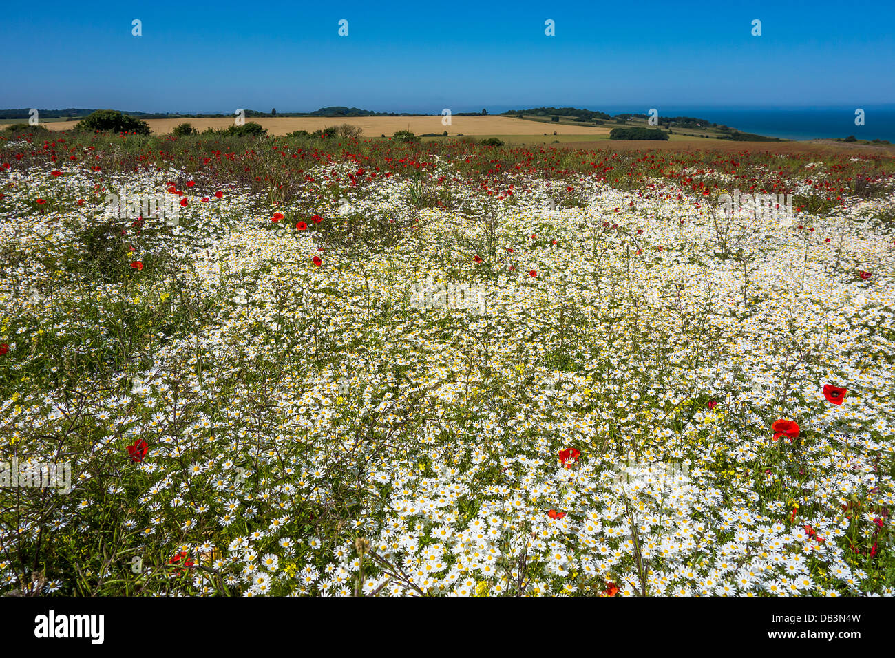 Field of white daisies and red poppies Wildflower Meadow Stock Photo