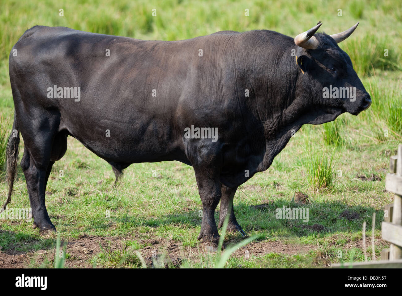 Welsh Black Cattle (Bos taurus). Bull. A docile breed- not all bulls need to be ringed in the nose. Stock Photo