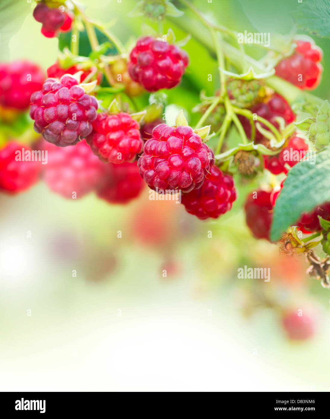 Raspberry. Growing Organic Berries Art Design Stock Photo - Alamy
