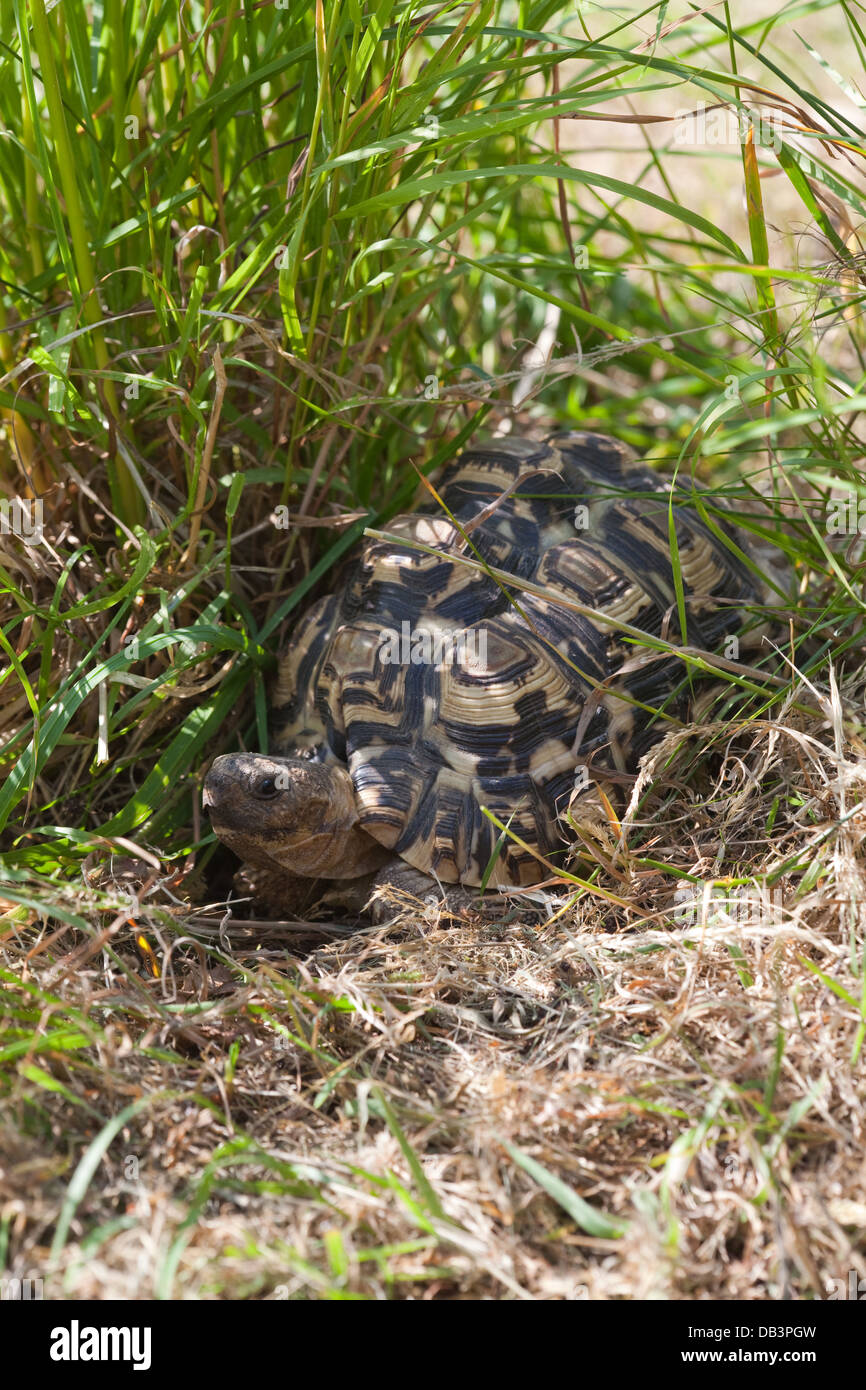 Leopard Tortoise (Geochelone pardalis). Illustrating how cryptic carapace markings help brake up outline of animal against grass Stock Photo
