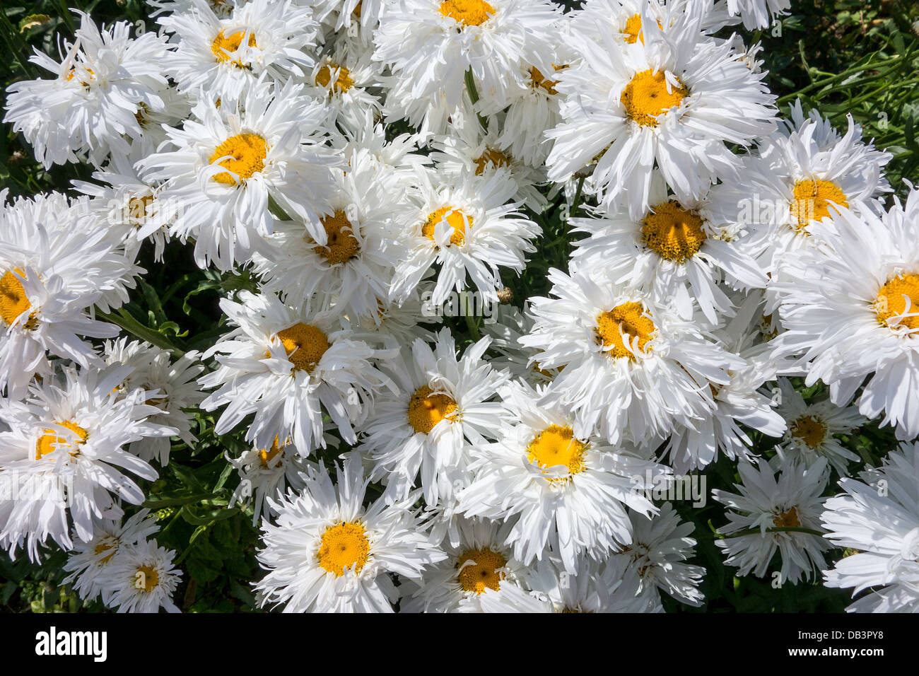 Shasta daisy hires stock photography and images Alamy