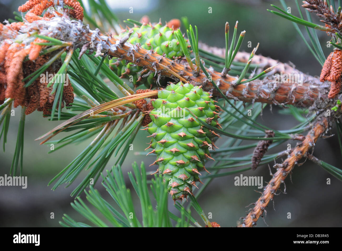 New growth pine cones on a coniferous tree Stock Photo - Alamy