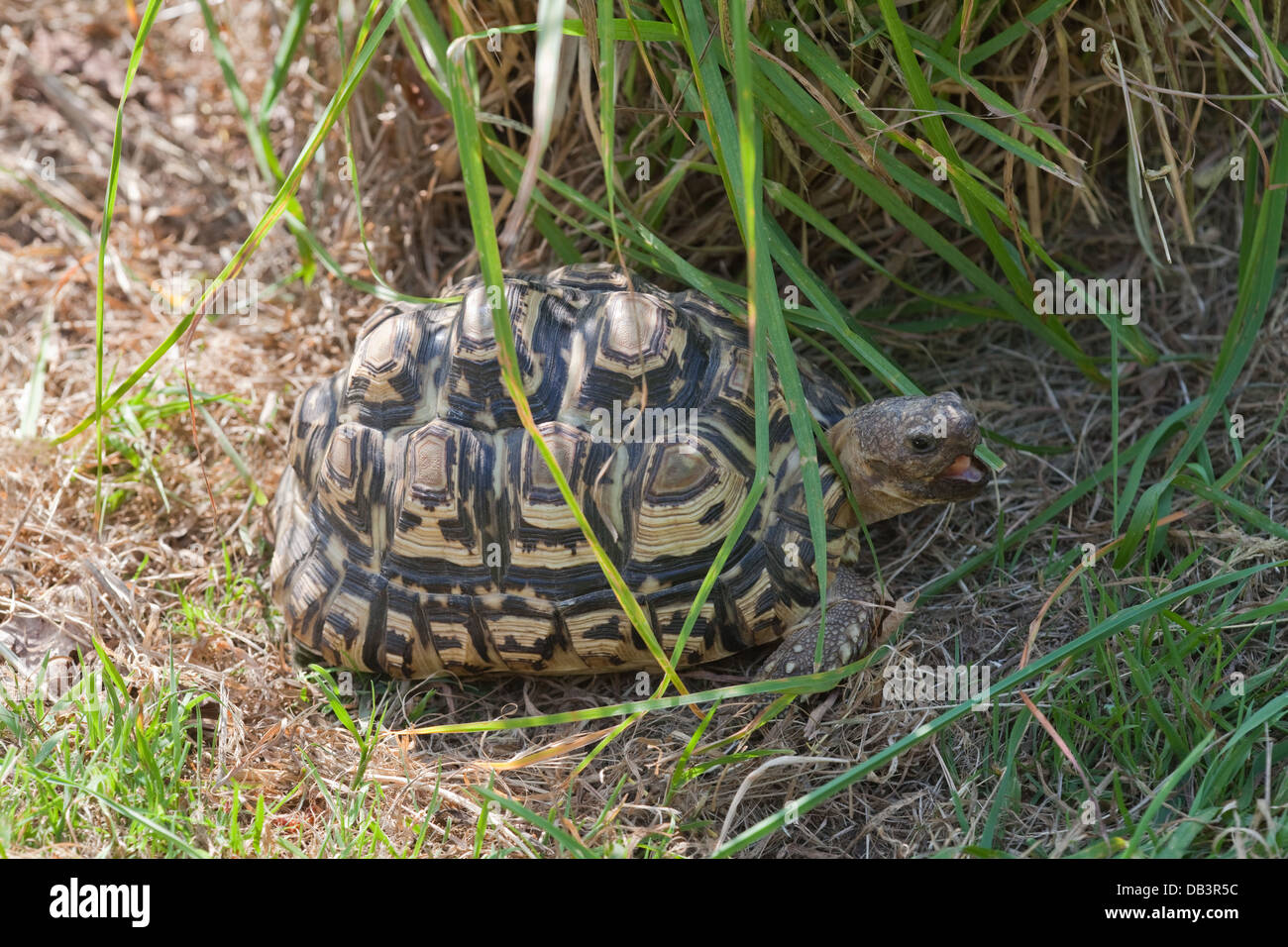 Leopard Tortoise (Geochelone pardalis). Illustrating 'thermo-regulation', animal moving out of direct sun into shade vegetation. Stock Photo