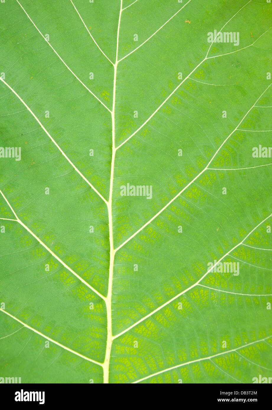 teak wood leaf texture background Stock Photo Alamy