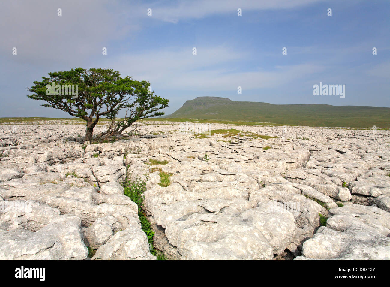 A lone tree on White Scar limestone pavement and distant Ingleborough, North Yorkshire, Yorkshire Dales National Park, England, UK. Stock Photo