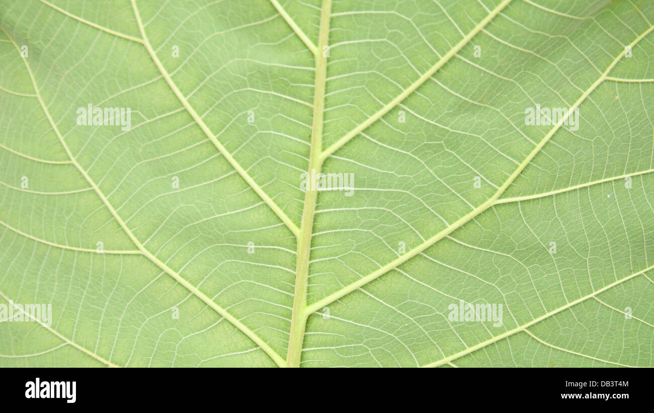 teak wood leaf texture background Stock Photo Alamy