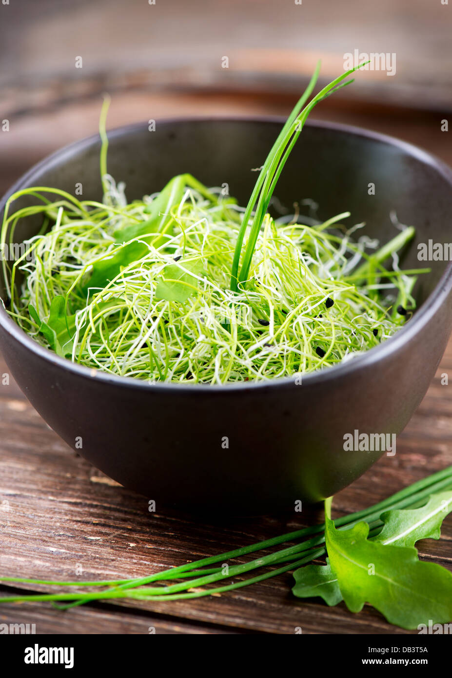 Microgreens. Healthy Green Salad. Little Sprouts. Diet Stock Photo