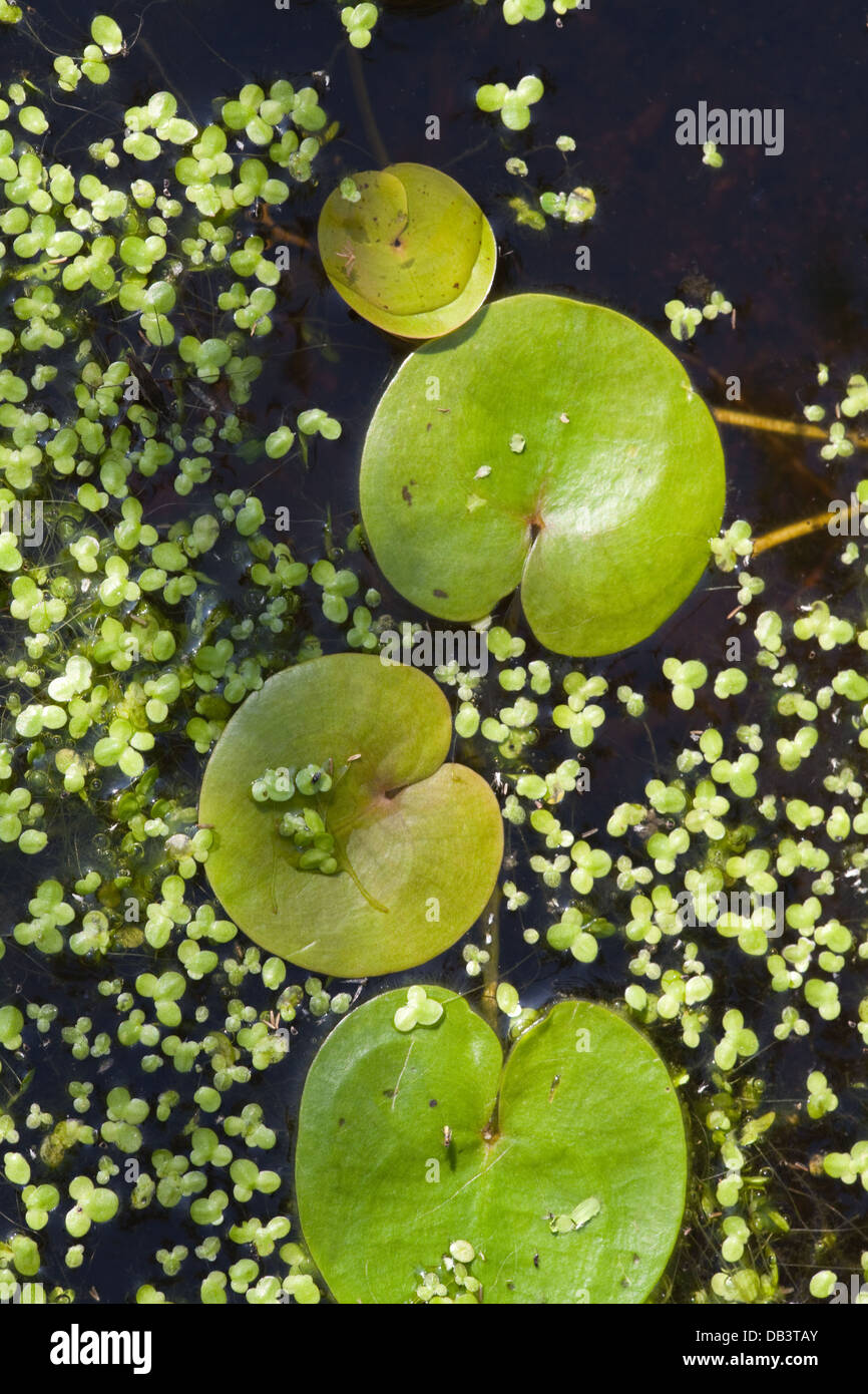 Frogbit (Hydrocharis morsus-ranae). Leaves on the surface of a Broadland dyke, Norfolk. Also Duckweed (Lemna sp. ) Stock Photo