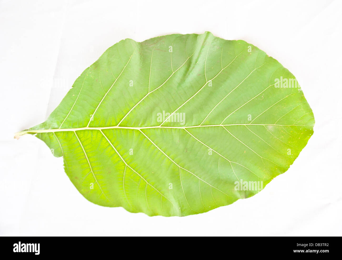 Teak tree leaf hi-res stock photography and images - Alamy
