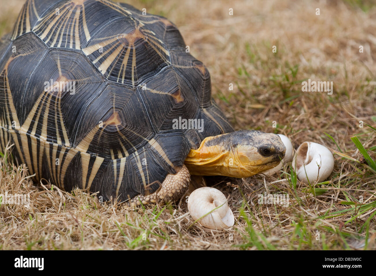 Radiated Tortoise (Astrochelys radiata). Seeking empty shells of dead land snails (Ampelita sp. ) in order to obtain calcium. Stock Photo