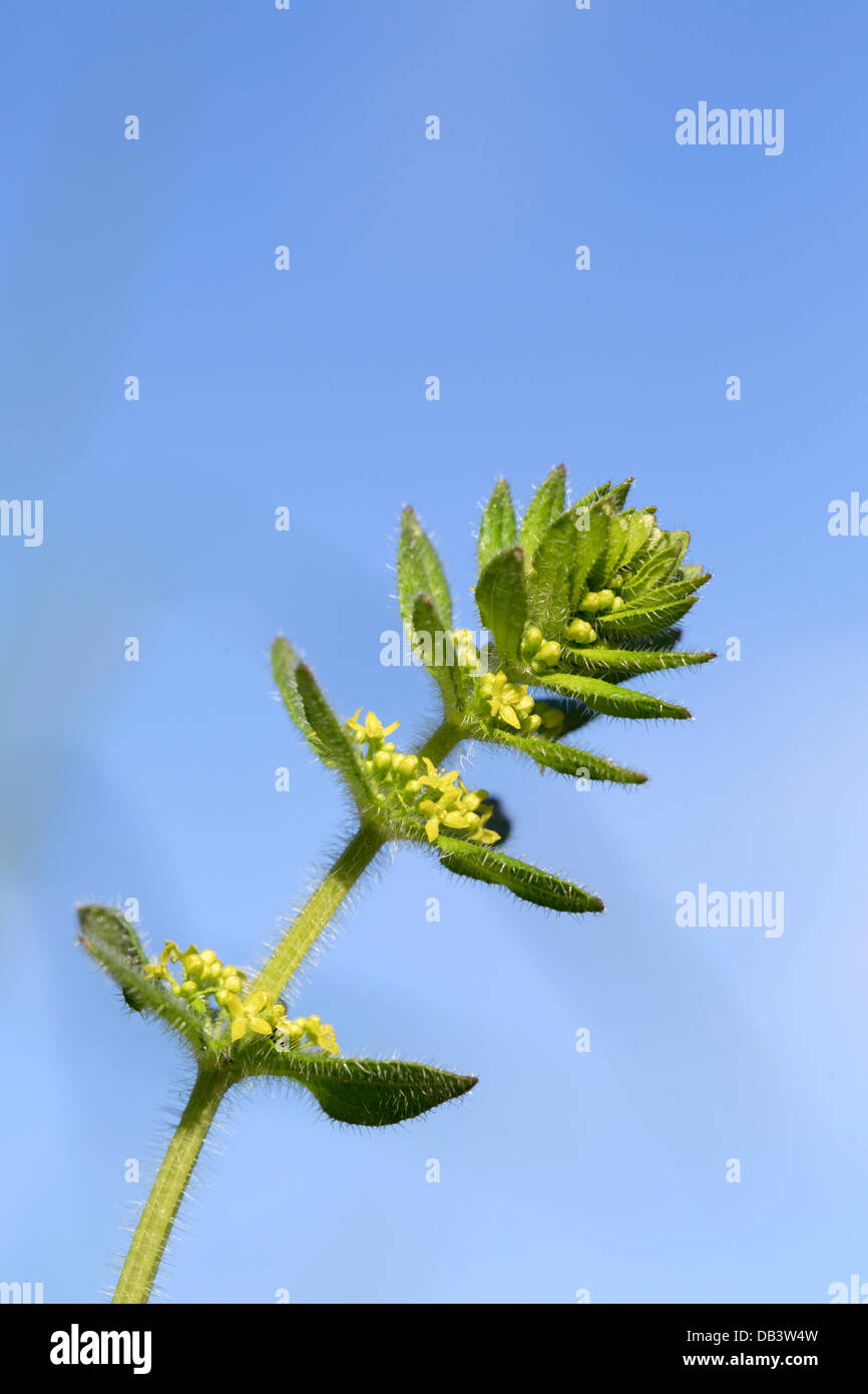 Crosswort; Cruciata laevipes; Shetland; UK Stock Photo